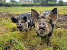 The pet pigs