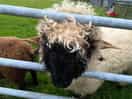 Friendly neighbours!