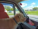 Dog is happy
