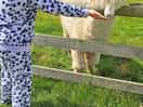 Friendly resident alpacas