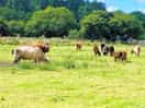 More cows!