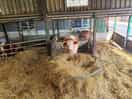 Inside the farm