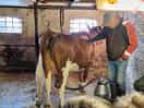 Cow milked