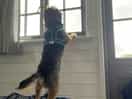 Dog friendly