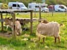 Mischievous goats!