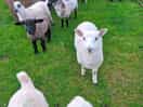 Friendly locals