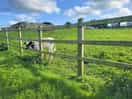 Some of the beautiful calves on site.