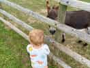 Feeding the donkeys