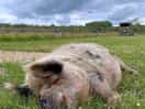 Loved a visit to see the pigs
