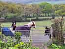 Horses and donkeys.