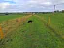 Dog walk.....
