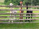 Resident inquisitive alpacas