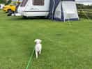 Our pitch, lots of room and good walks with dog.