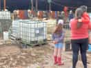 Sheep shearing sunday