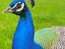 Peep the peacock