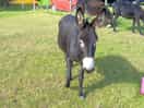 Resident donkeys