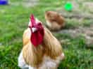 Hen