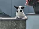 Cute local doggo in the village