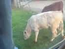 Baby calf’s out side our caravan window
