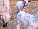 Goats on site