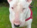 Bryn the dog
