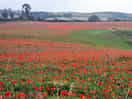 Poppies from a nearby footpath.
