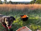 Campfires and dogs welcome