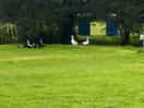 Ducks or geese!
