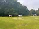 Horses wandering through the campsite