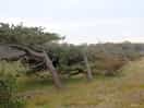 Dunes wild life area