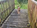 Dogs can run and play