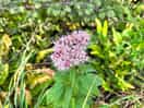 Flower :)