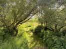 Walk