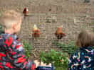 Watching the chickens even more amazing experience the gentlemen took them both inside the coop too
