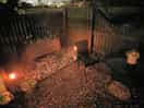 Night time garden