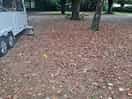Lots of leaf mulch.