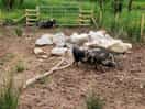 Farm pigs
