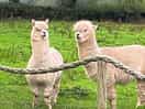 Alpacas