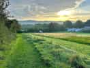 Top field