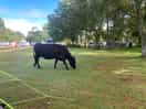 Cow walking round the campsite