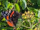 Butterfly on coastal path
