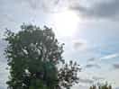 Sunshine
