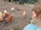 Chicken coup