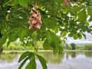 Lake view through the horse chestnut tree