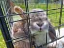 Cutest bunnies