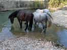 Les chevaux dans la nature.