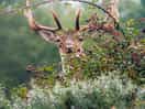 A stag right outside of our van!