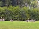 Geese ,ducks and rabbits