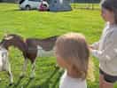 Walking a goat on the last day