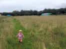 The path through the meadow.